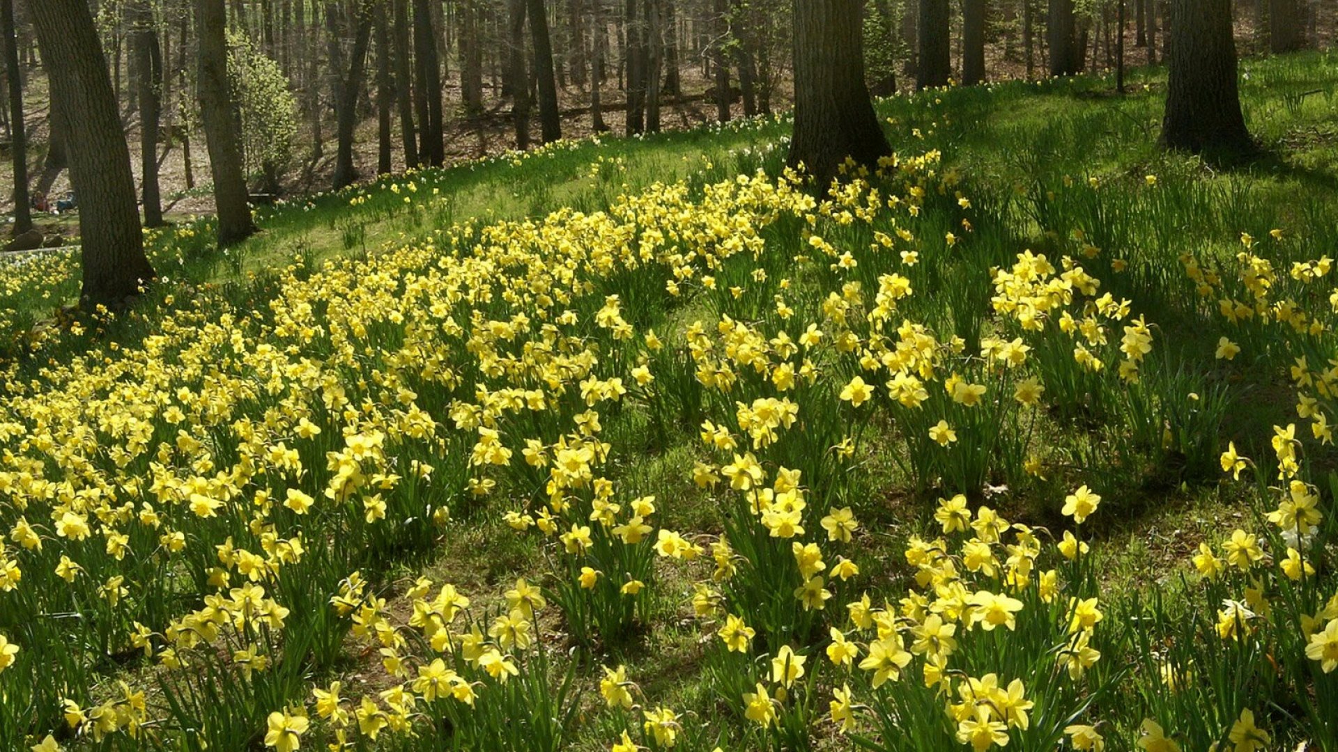 daffodils, Flowers, Slope, Forest, Trees, Nature Wallpaper