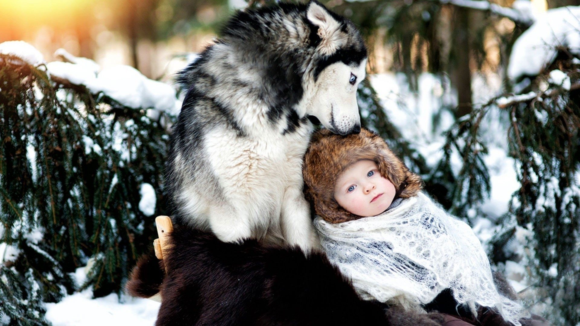 dog, Husky, Baby, Care, Forest, Snow, Winter Wallpaper