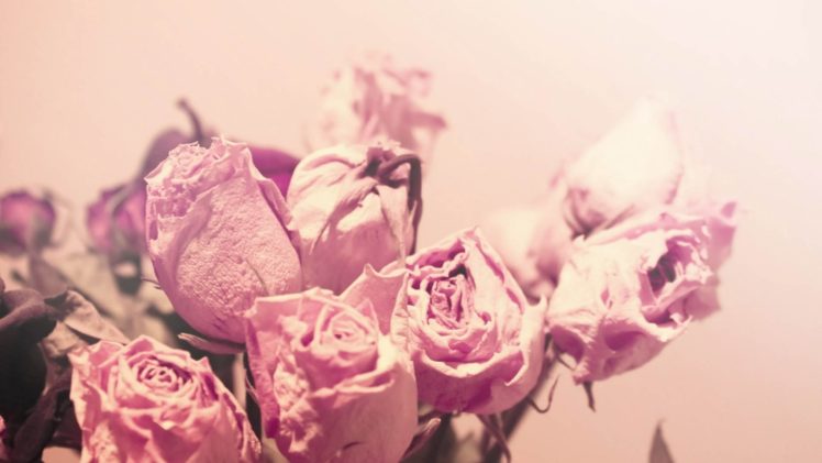 roses, Flowers, Petals, Buds HD Wallpaper Desktop Background