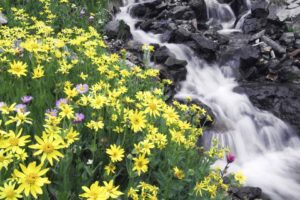 flowers, Mountain, River, Stones