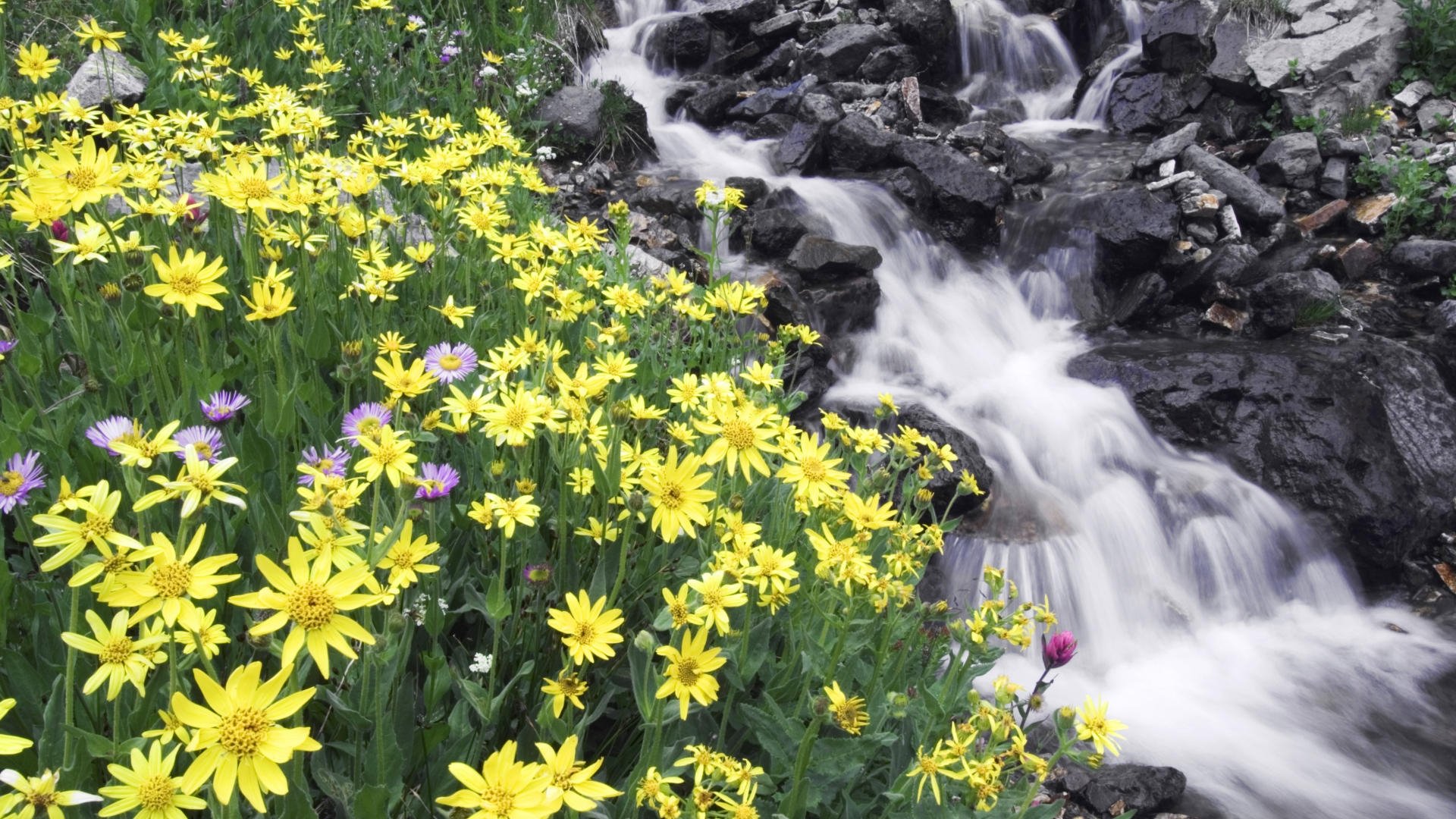 flowers, Mountain, River, Stones Wallpaper