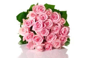 roses, Flowers, Pink, Flower, Green, White, Background, Shadow
