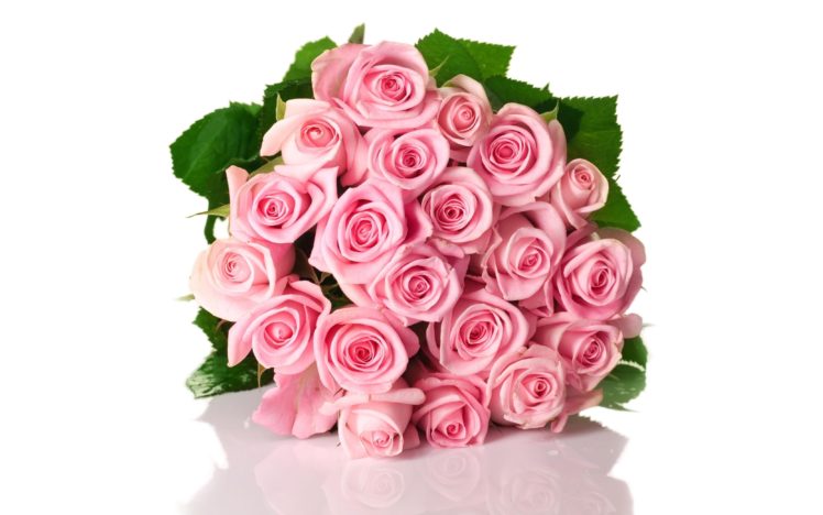 roses, Flowers, Pink, Flower, Green, White, Background, Shadow HD Wallpaper Desktop Background