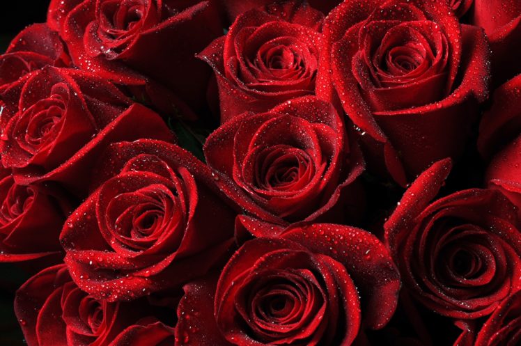 roses, Red, Drops, Petals HD Wallpaper Desktop Background