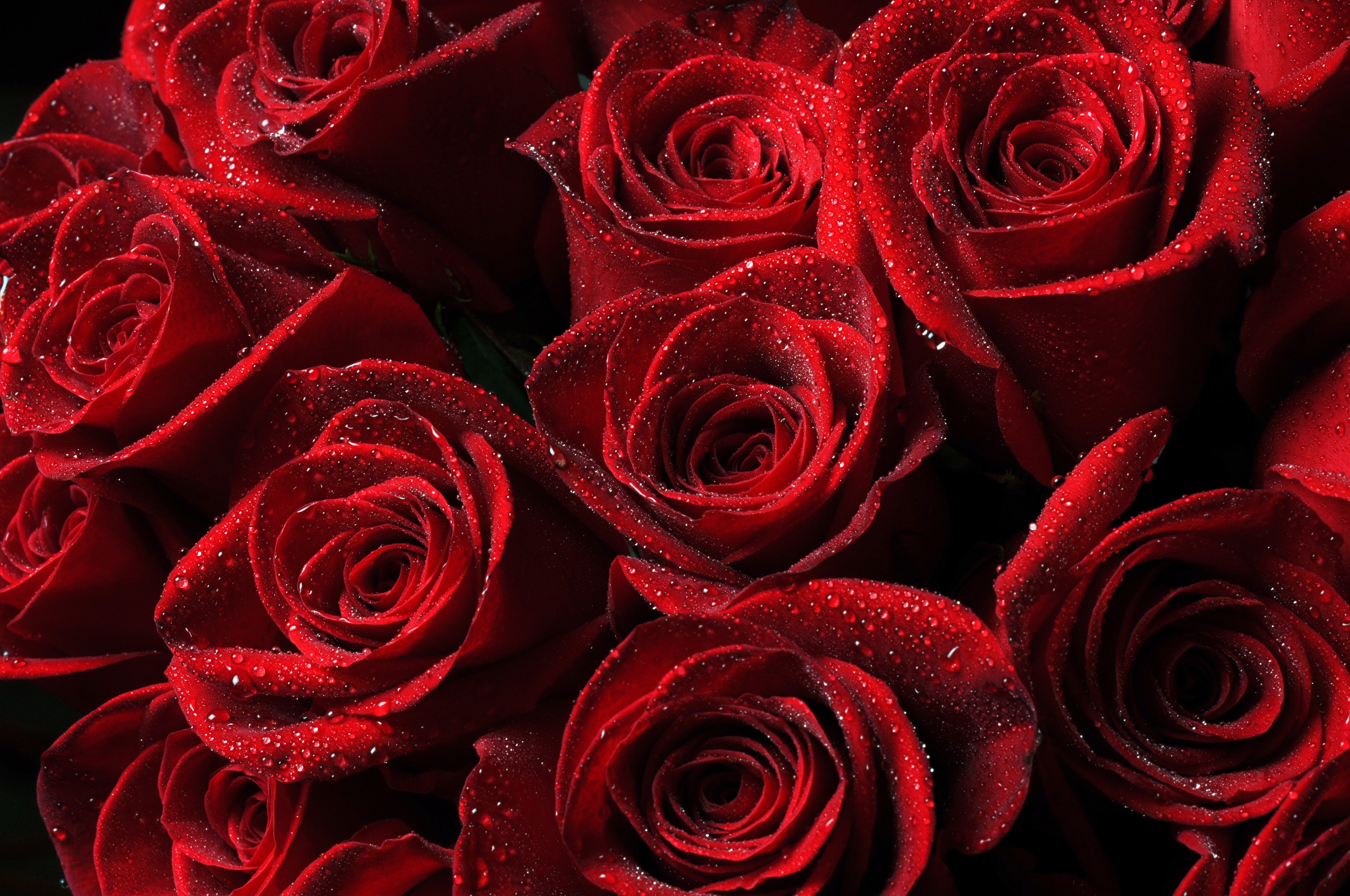 roses, Red, Drops, Petals Wallpaper