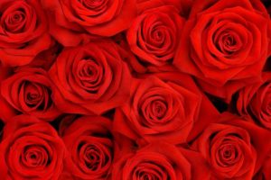 roses, Petals, Flower, Red