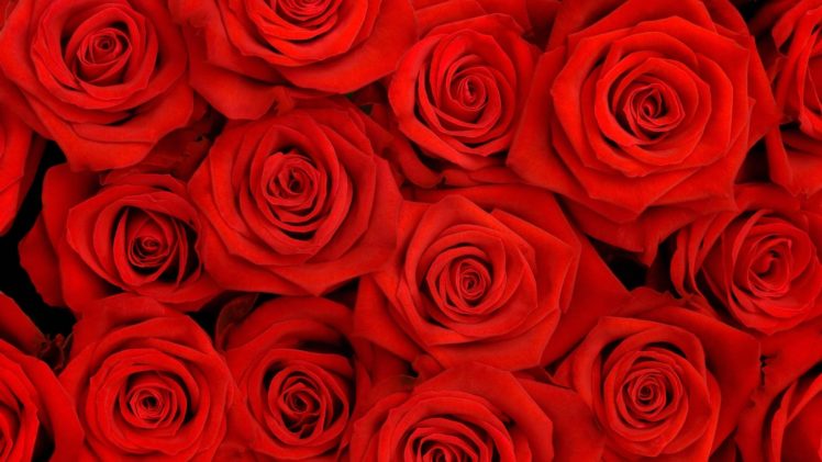 roses, Petals, Flower, Red HD Wallpaper Desktop Background