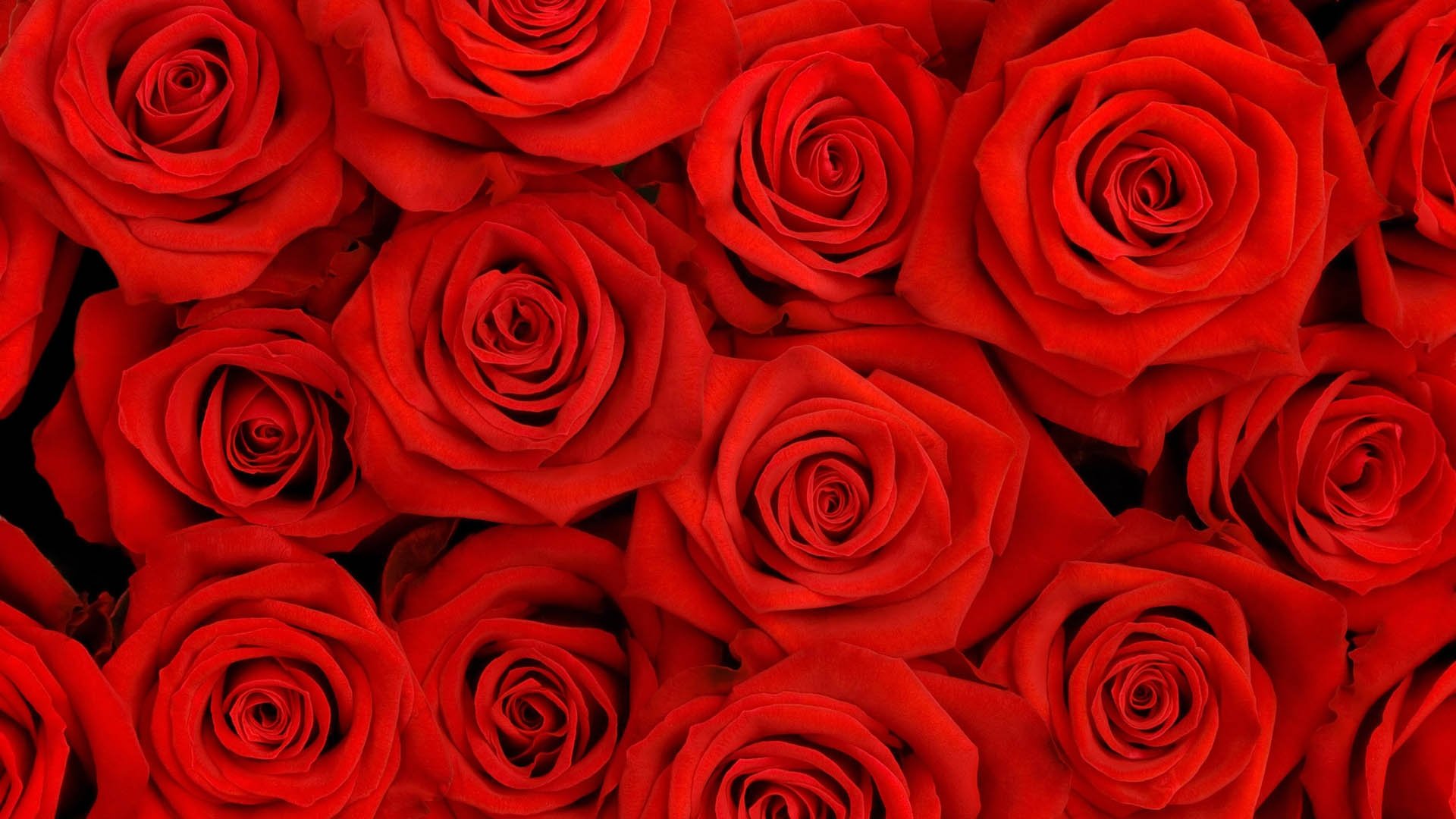 roses, Petals, Flower, Red Wallpaper