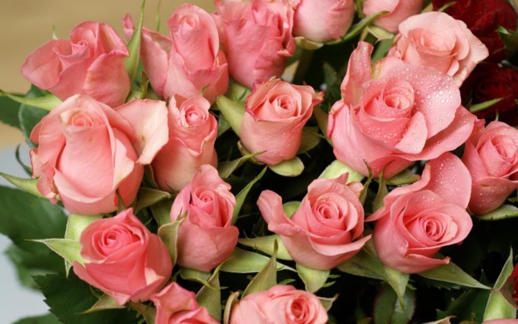 roses, Flowers, Bouquet, Drops, Tenderness HD Wallpaper Desktop Background