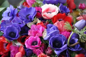 anemones, Flowers, Bouquet, Bright, Close up