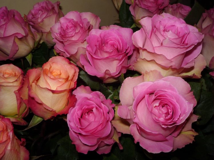 roses, Buds, Flower, Tenderness HD Wallpaper Desktop Background