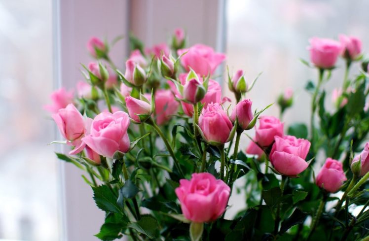roses, Flowers, Small, Bouquet HD Wallpaper Desktop Background
