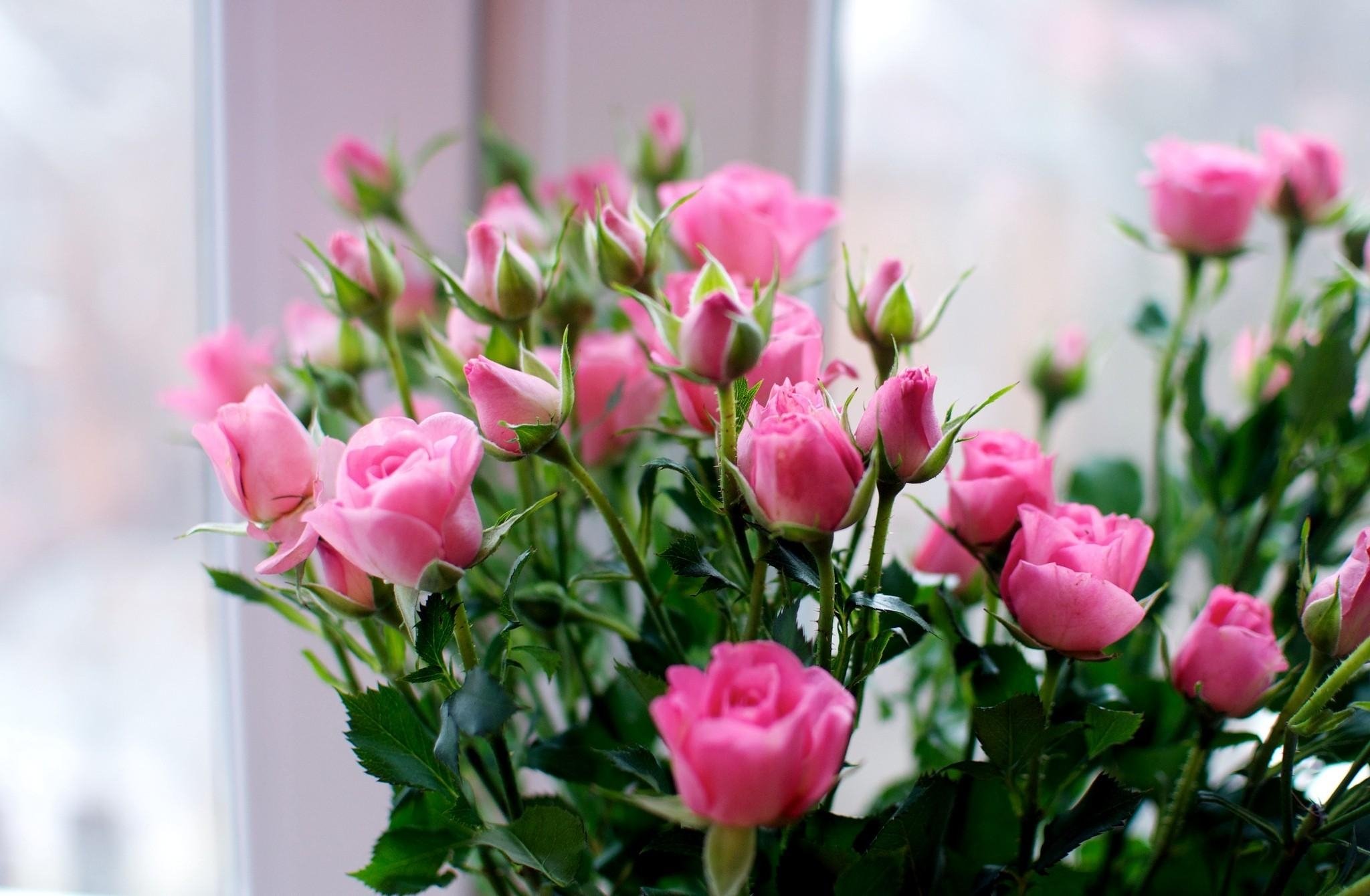 roses, Flowers, Small, Bouquet Wallpaper