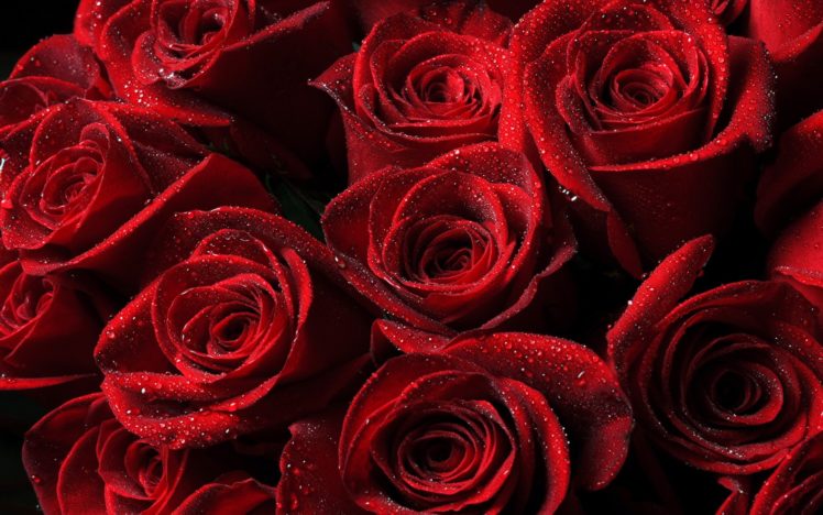 roses, Red, Flowers, Petals, Drops HD Wallpaper Desktop Background