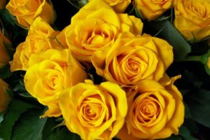 roses, Flower, Yellow, Bright, Beautiful, Bouquet