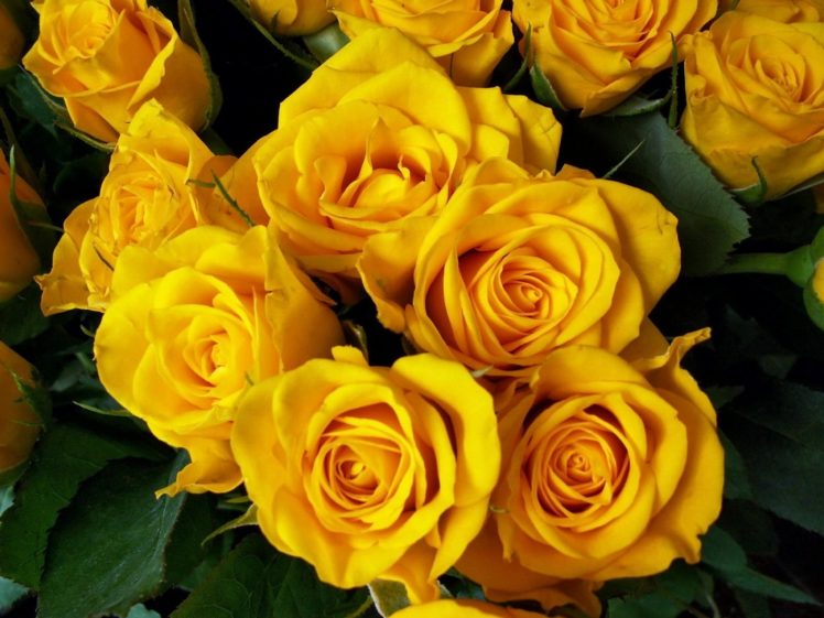 roses, Flower, Yellow, Bright, Beautiful, Bouquet HD Wallpaper Desktop Background