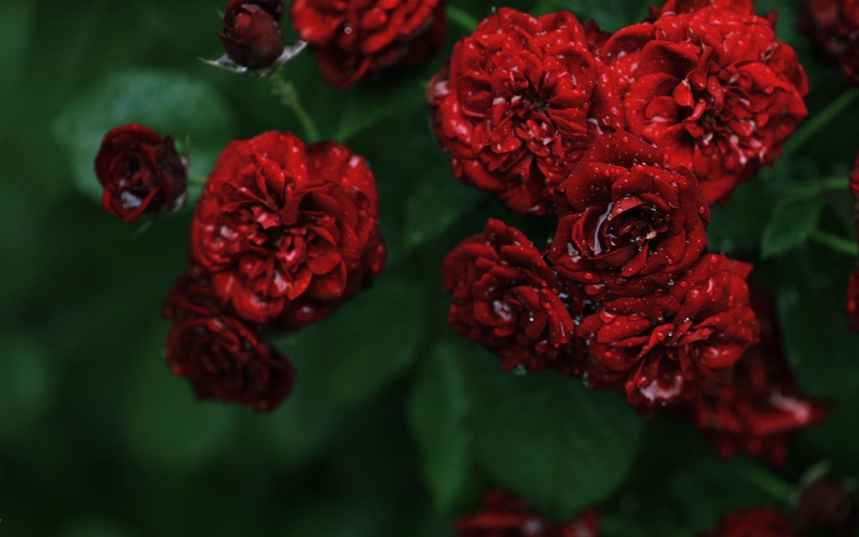 flowers, Rose, Roses, Red, Small, Bush, Dew, Drops, Water Wallpaper