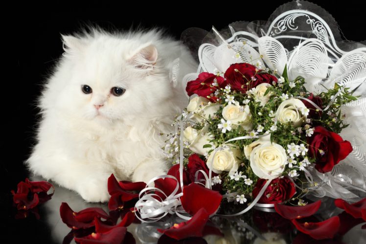 cat, Flower, Roses, Black, Background HD Wallpaper Desktop Background