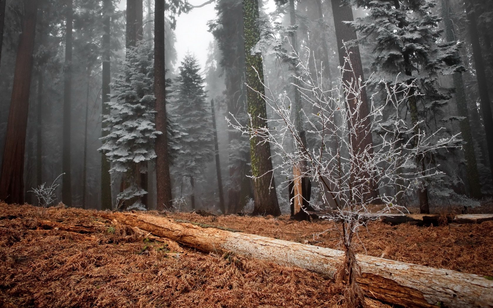 wood, Trees, Hoarfrost, Log, Bush, Grass, Faded Wallpaper