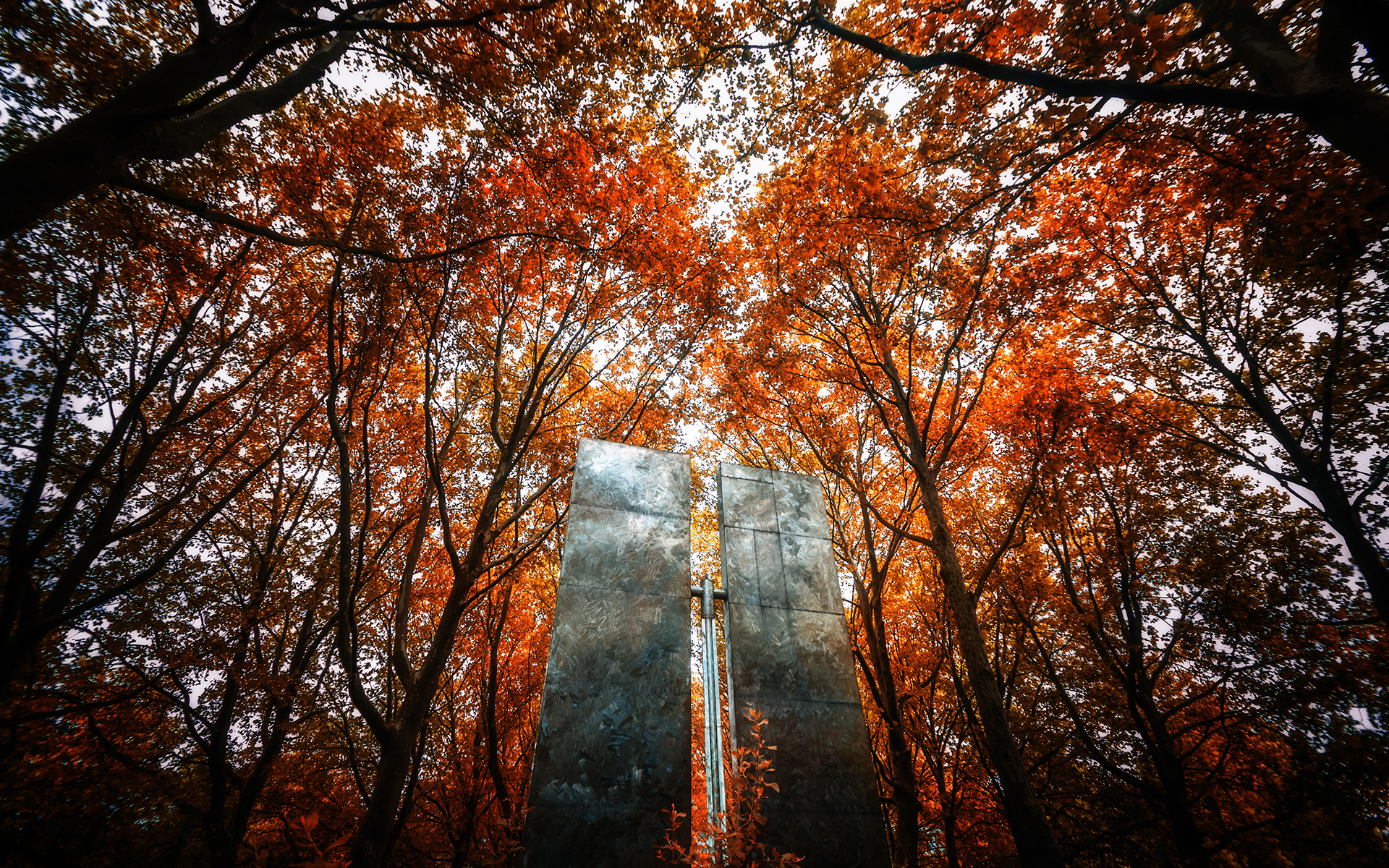 trees, Autumn, Metal Wallpaper