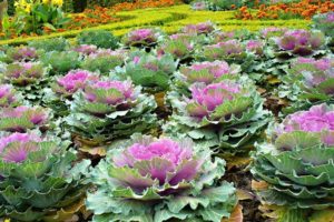 ornamental, Cabbage, Flowerbed, Green, Beautifully