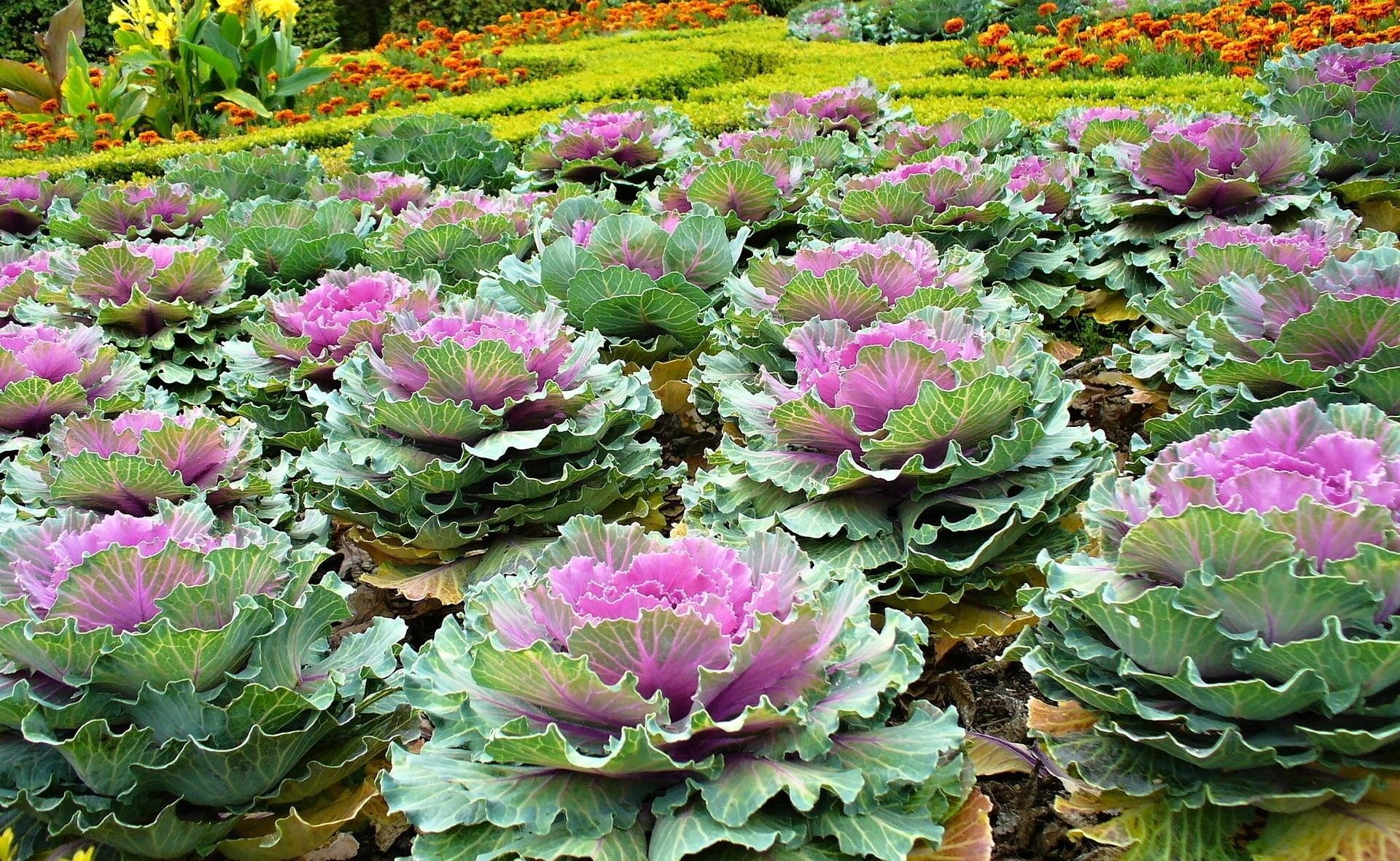 ornamental, Cabbage, Flowerbed, Green, Beautifully Wallpaper