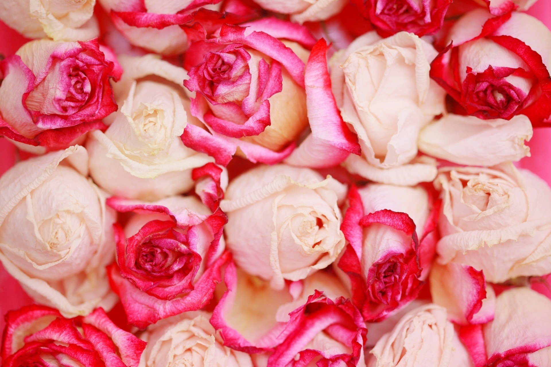 roses, Flowers, Petals, Beautifully Wallpaper