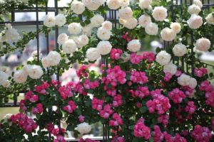 roses, Flowers, Different, Fence, Green, Beautifully