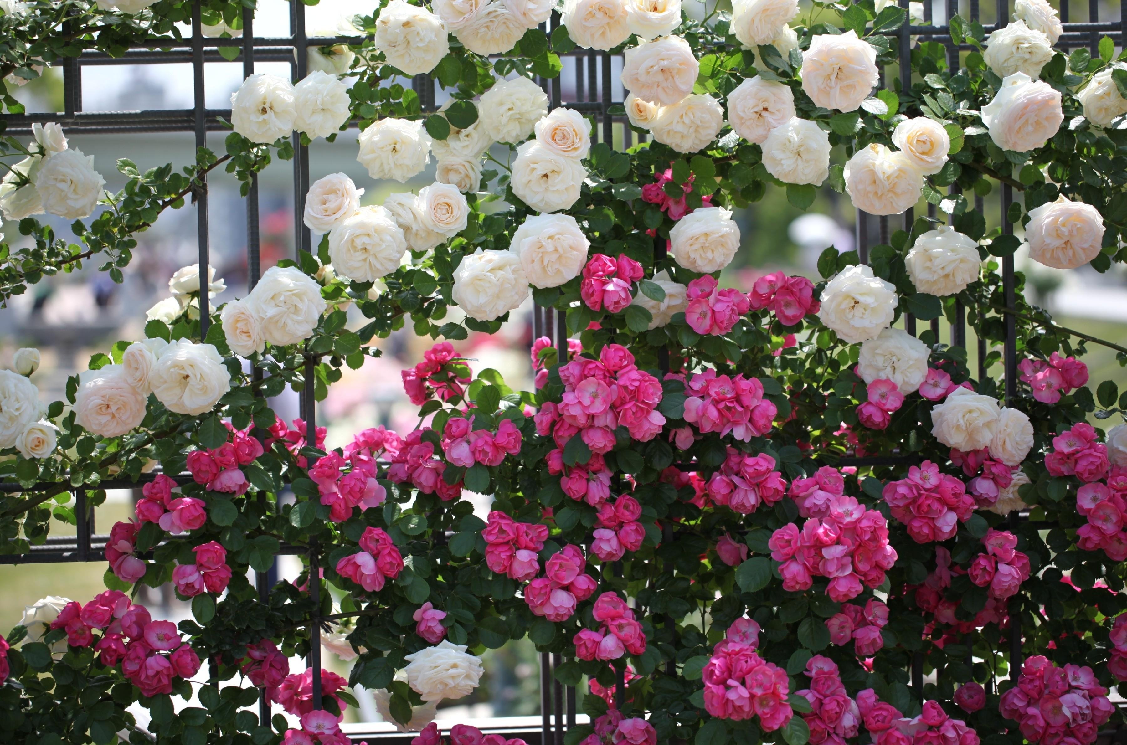 roses, Flowers, Different, Fence, Green, Beautifully Wallpaper