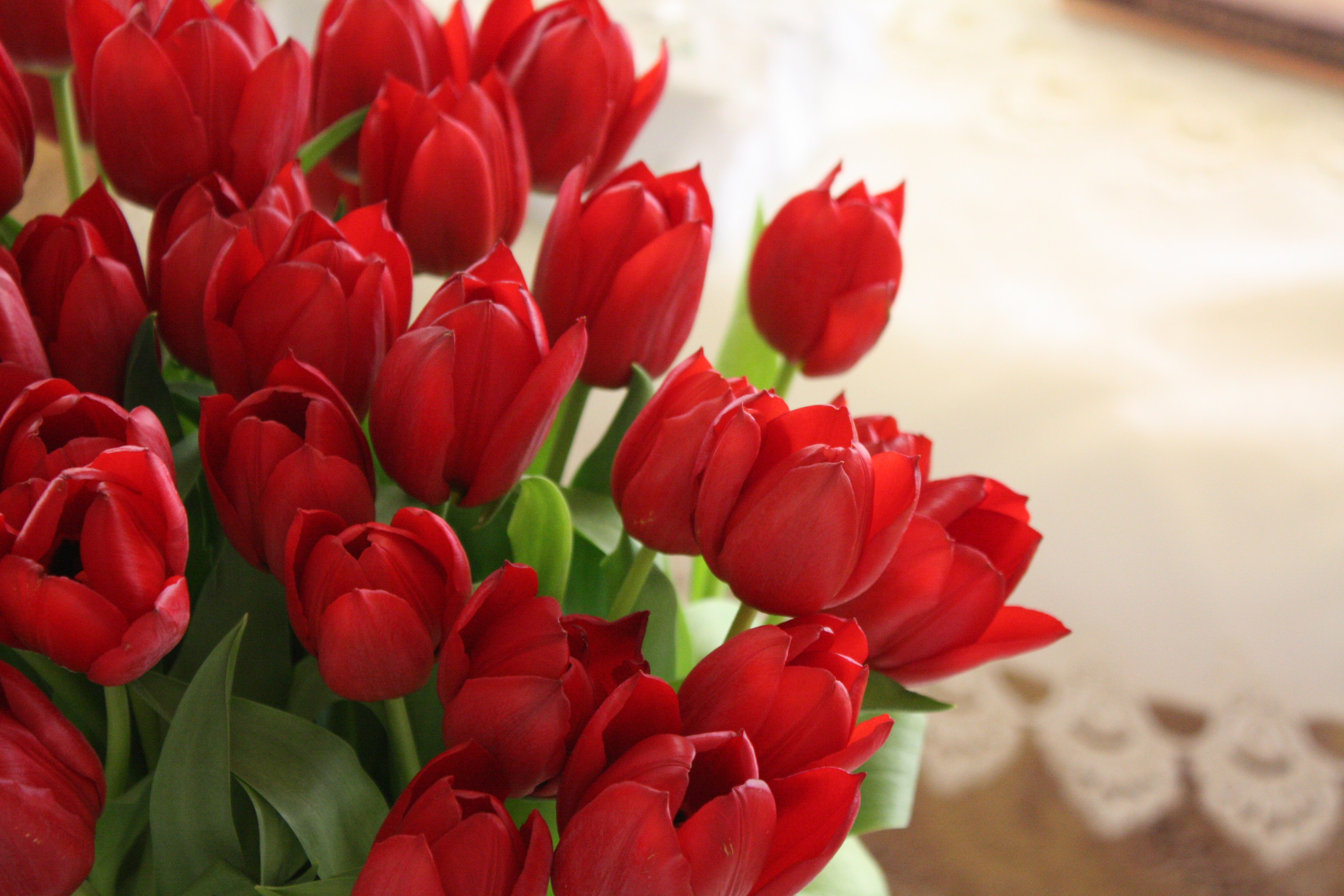 tulips, Flowers, Bouquet, Red, Beautifully Wallpaper