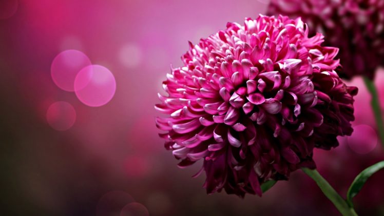 flowers, Bloom, Close up, Red HD Wallpaper Desktop Background