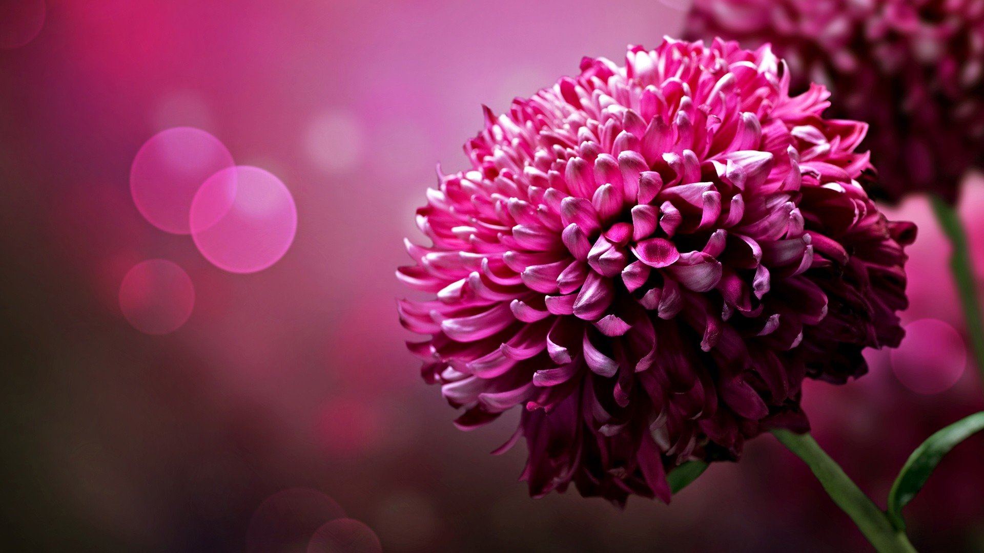 flowers, Bloom, Close up, Red Wallpaper