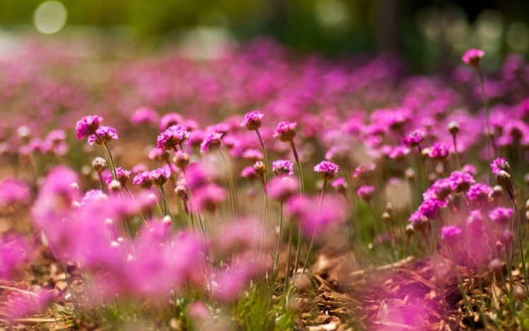 flowers, Macro, Pink, Bokeh HD Wallpaper Desktop Background