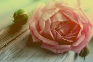 rose, Flower, Petals