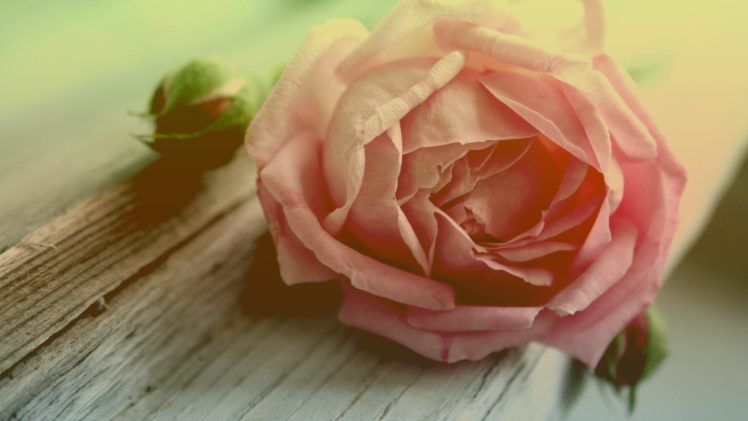 rose, Flower, Petals HD Wallpaper Desktop Background
