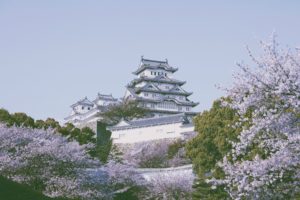 castillo, Japon, Cerezos, Flor