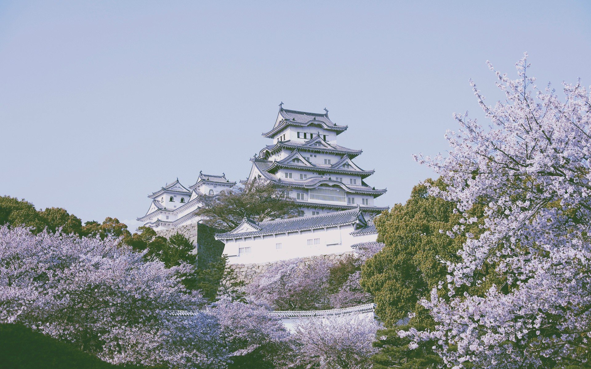 castillo, Japon, Cerezos, Flor Wallpaper