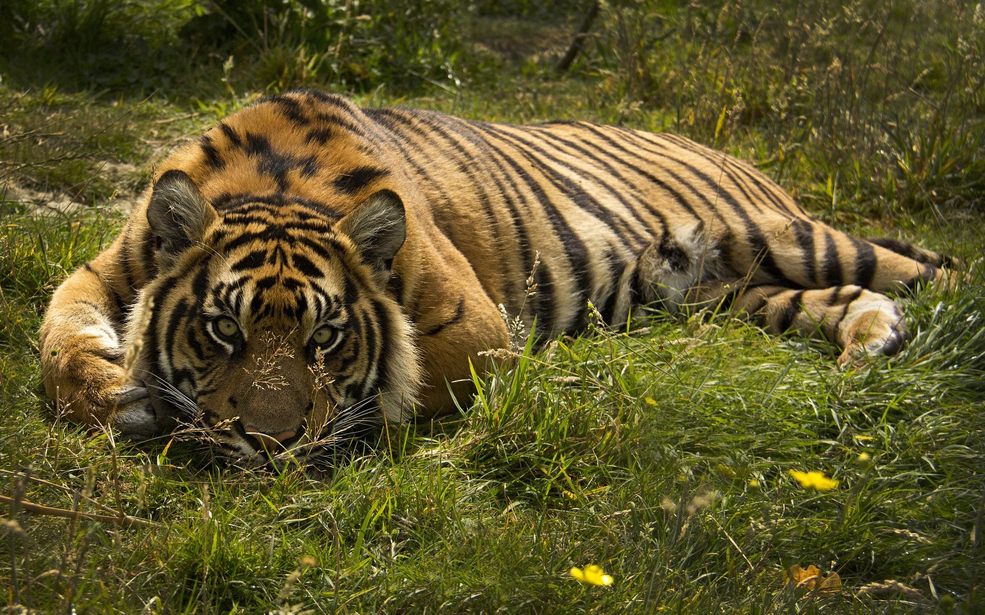 tiger Wallpaper