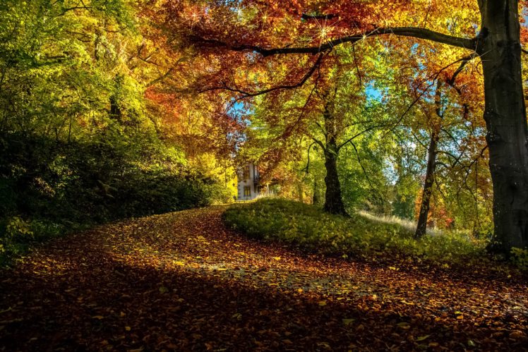 autumn, Trees, Branches, Foliage, Nature HD Wallpaper Desktop Background