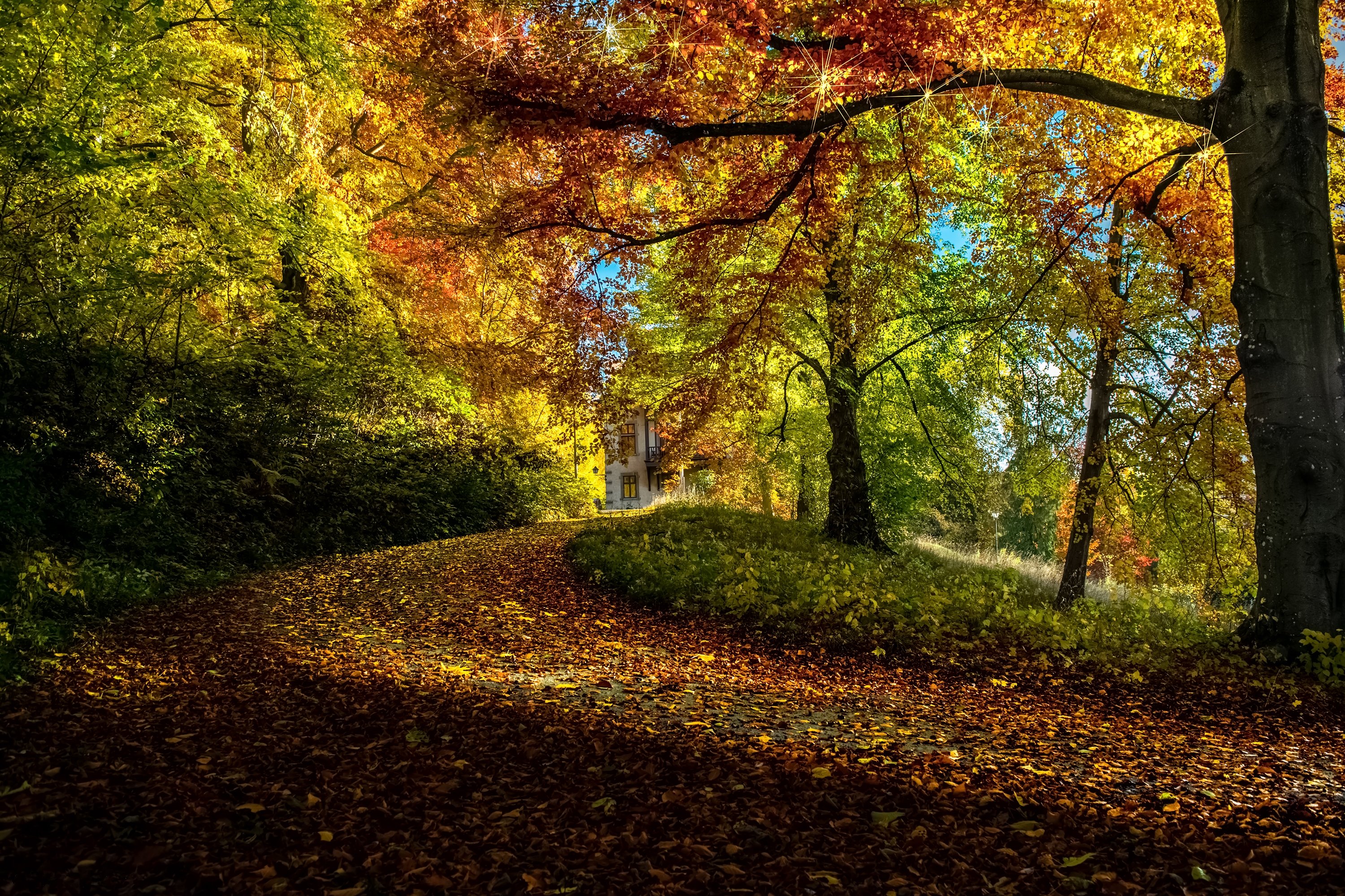 autumn, Trees, Branches, Foliage, Nature Wallpaper