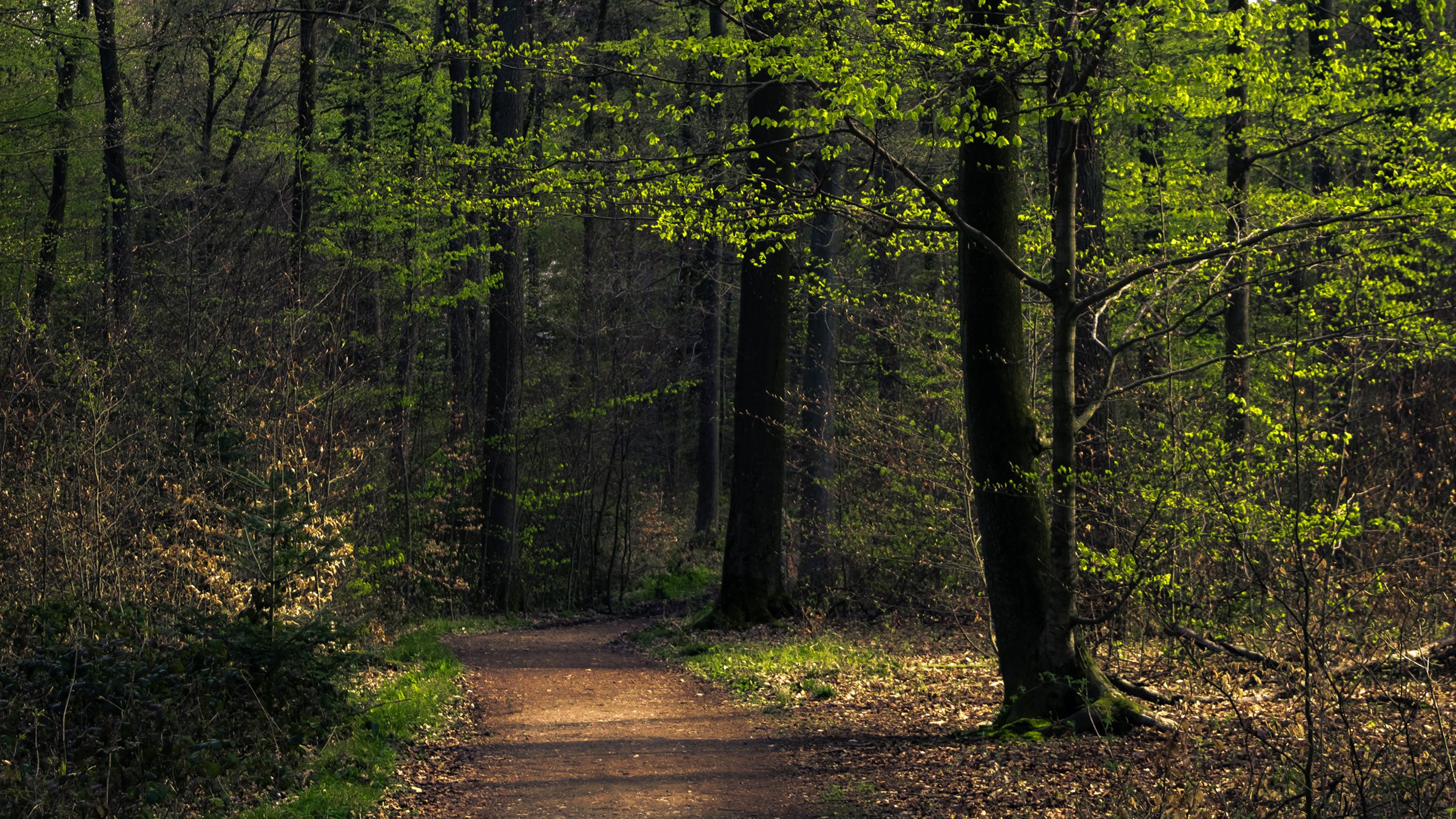 forests, Trunk, Tree, Trail, Trees Wallpapers HD / Desktop and Mobile ...