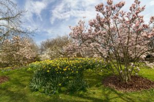 germany, Parks, Flowering, Trees, Daffodils, Park, Ruhr, Nature