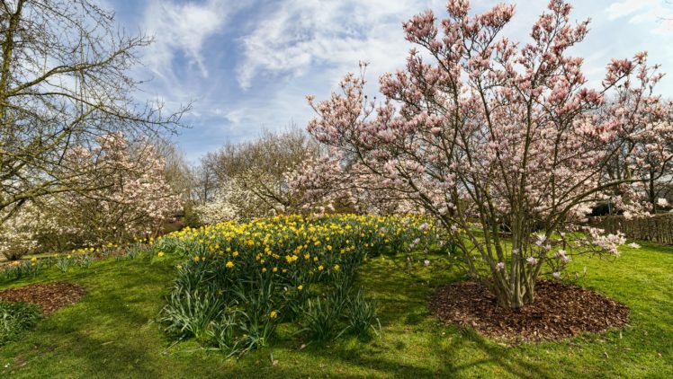 germany, Parks, Flowering, Trees, Daffodils, Park, Ruhr, Nature HD Wallpaper Desktop Background