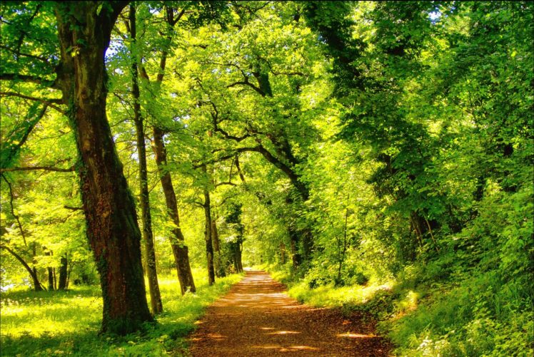 roads, Parks, Trees, Nature HD Wallpaper Desktop Background