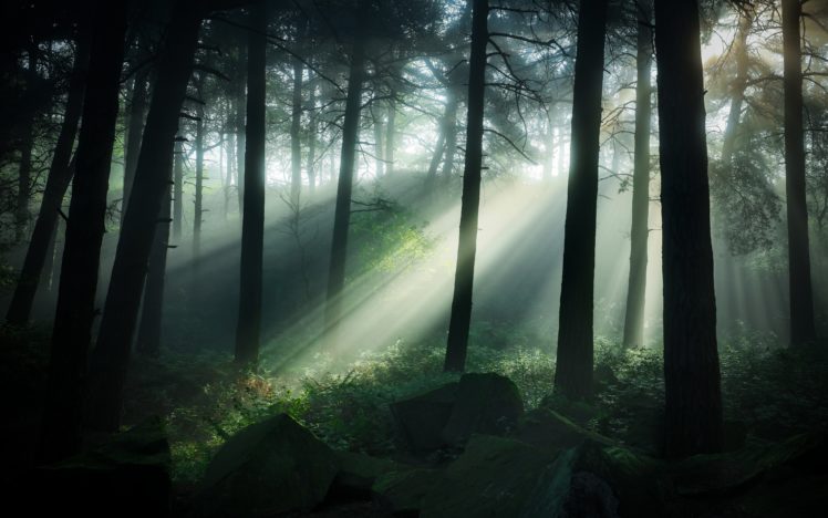 forests, United, Kingdom, Trunk, Tree, Rays, Of, Light, Trees, Pinewoods, Matlock, Nature HD Wallpaper Desktop Background