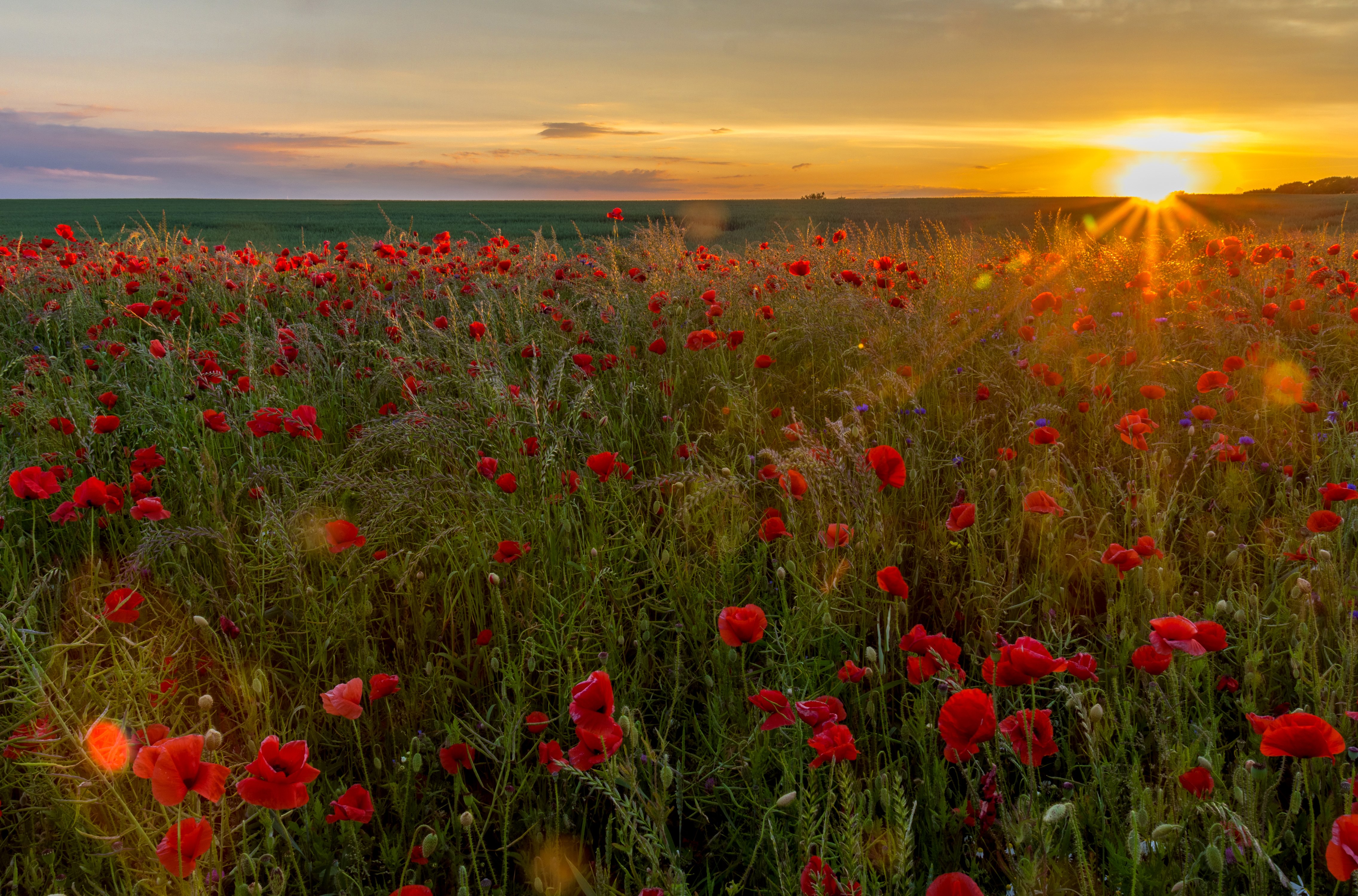 fields, Sunrises, And, Sunsets, Poppies, Sun, Nature Wallpaper