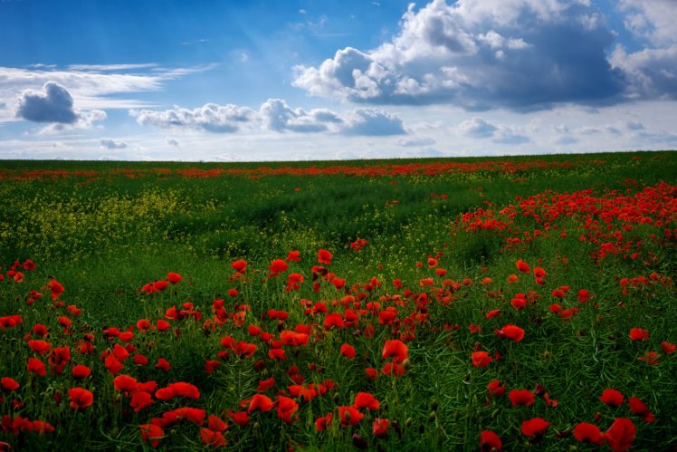 summer, Fields, Sky, Poppies, Many, Clouds, Grass, Nature, Flowers HD Wallpaper Desktop Background