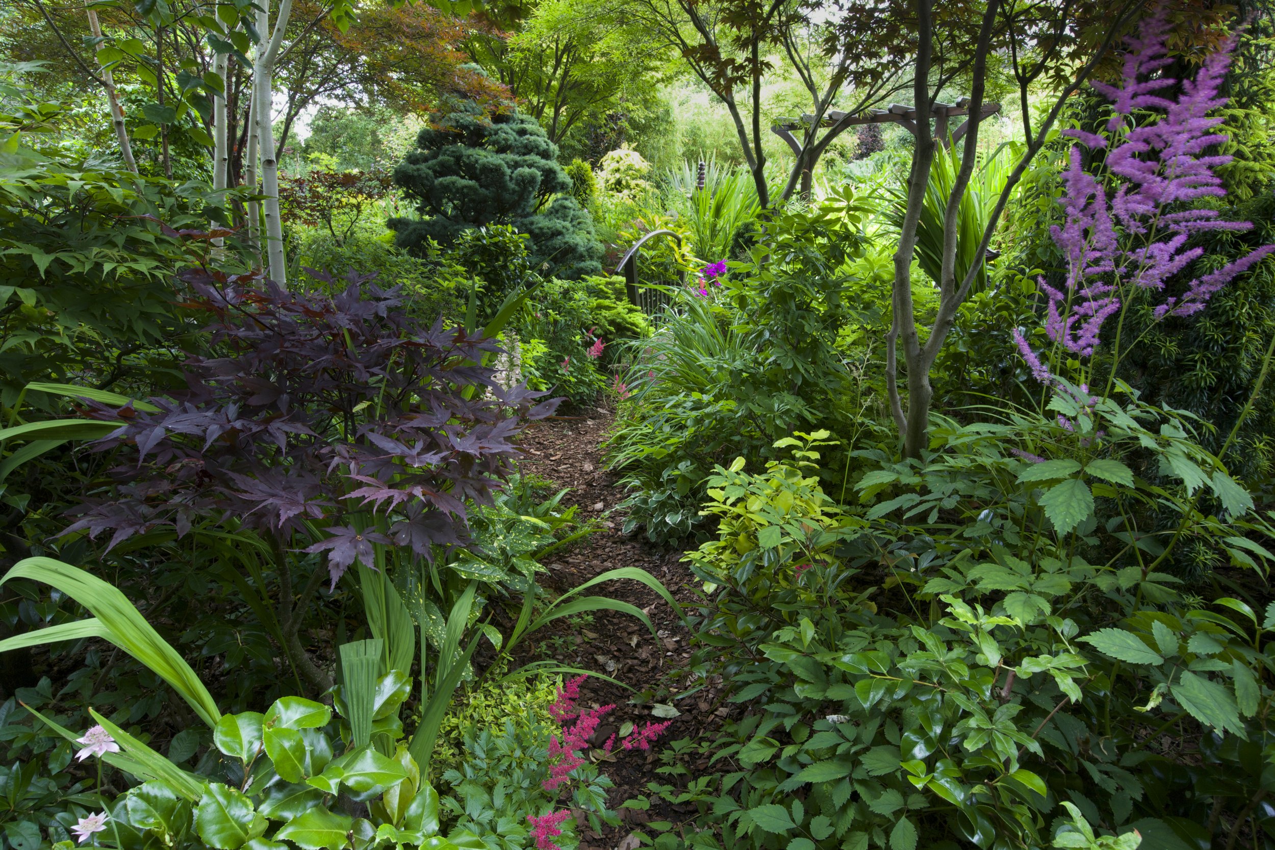 england, Gardens, Shrubs, Walsall, Garden, Nature Wallpaper