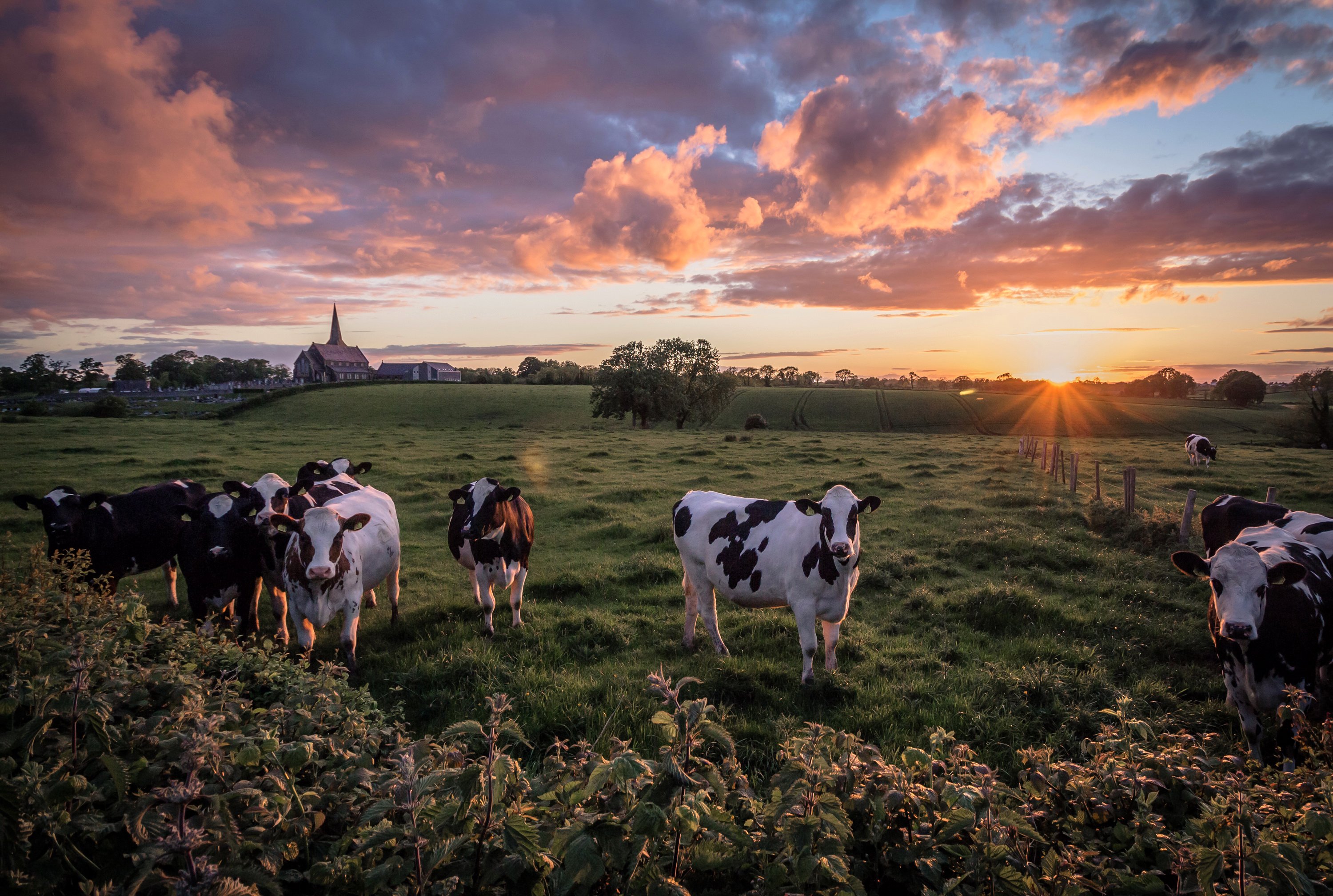 cow, Fields, Sunrises, And, Sunsets, Clouds, Sun, Animals, Nature Wallpaper