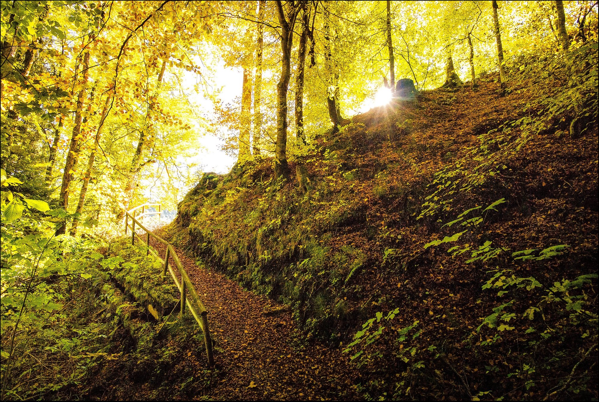 forests, Autumn, Trail, Nature Wallpaper